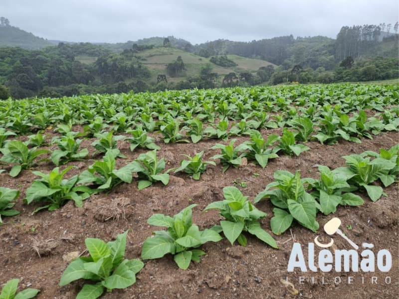 Foto 14 de 35: Terreno em leilão em Barros Cassal - RS — LOTE 005 Imóvel