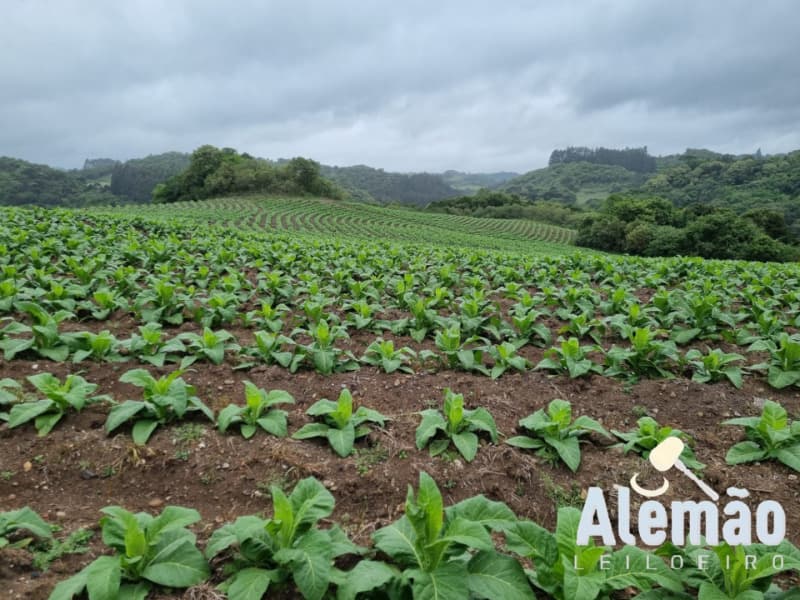 Foto 17 de 35: Terreno em leilão em Barros Cassal - RS — LOTE 005 Imóvel