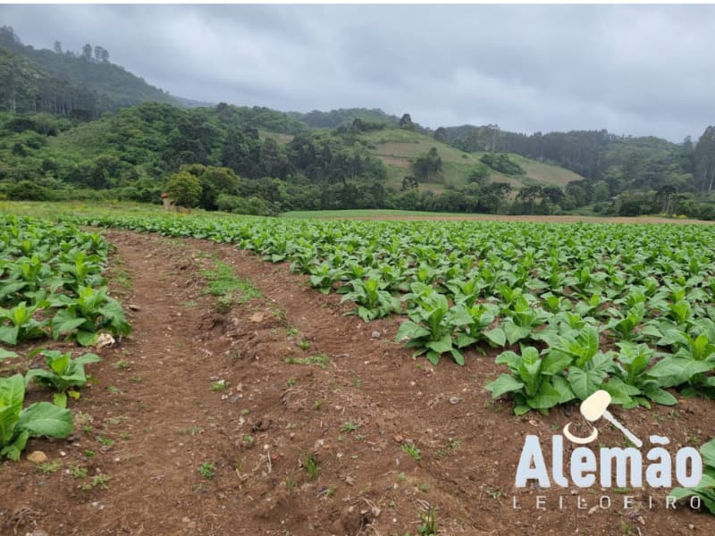 Foto 18 de 35: Terreno em leilão em Barros Cassal - RS — LOTE 005 Imóvel