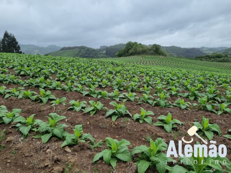 Foto 24 de 35: Terreno em leilão em Barros Cassal - RS — LOTE 005 Imóvel