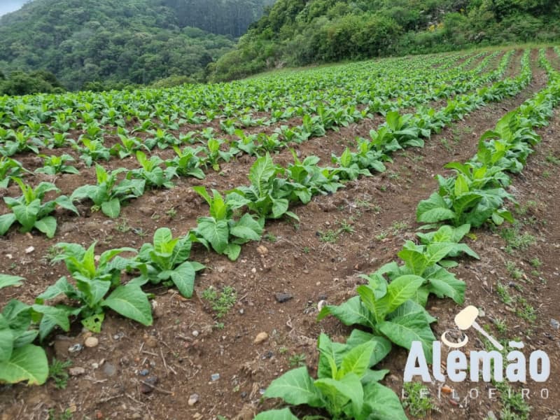 Foto 30 de 35: Terreno em leilão em Barros Cassal - RS — LOTE 005 Imóvel