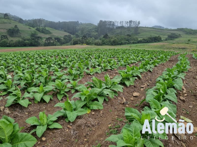 Foto 35 de 35: Terreno em leilão em Barros Cassal - RS — LOTE 005 Imóvel