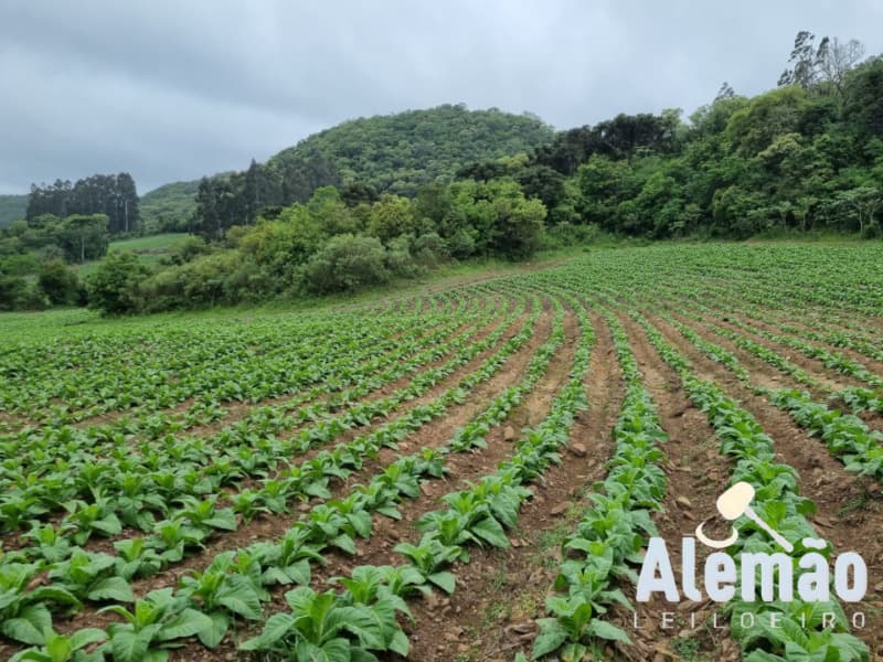 Foto 1 de 31: Terreno em leilão em Barros Cassal - RS — LOTE 007 imóvel