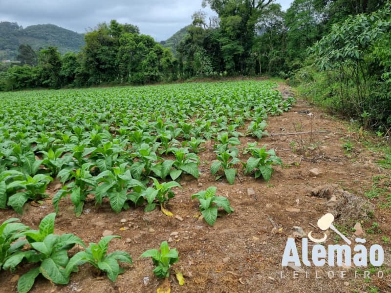 Foto 6 de 31: Terreno em leilão em Barros Cassal - RS — LOTE 007 imóvel