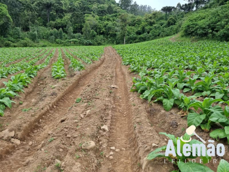 Foto 8 de 31: Terreno em leilão em Barros Cassal - RS — LOTE 007 imóvel