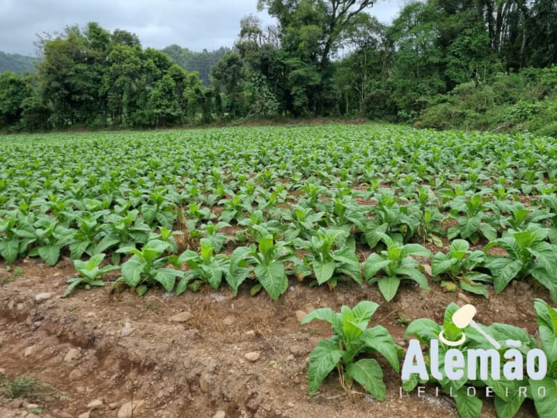 Foto 11 de 31: Terreno em leilão em Barros Cassal - RS — LOTE 007 imóvel