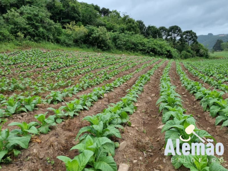 Foto 13 de 31: Terreno em leilão em Barros Cassal - RS — LOTE 007 imóvel