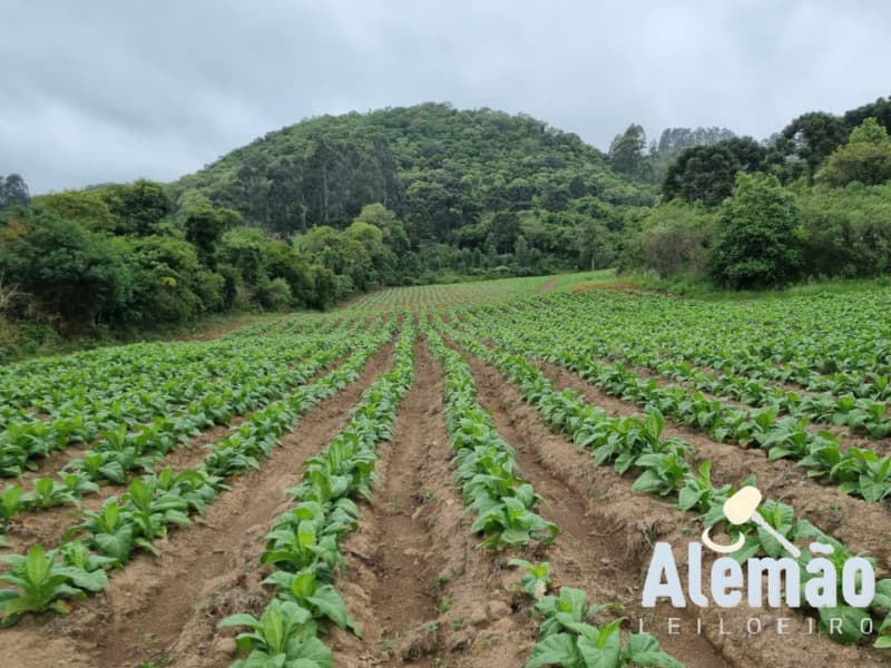 Foto 14 de 31: Terreno em leilão em Barros Cassal - RS — LOTE 007 imóvel