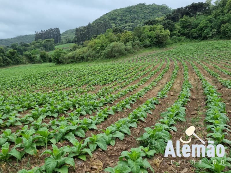 Foto 15 de 31: Terreno em leilão em Barros Cassal - RS — LOTE 007 imóvel