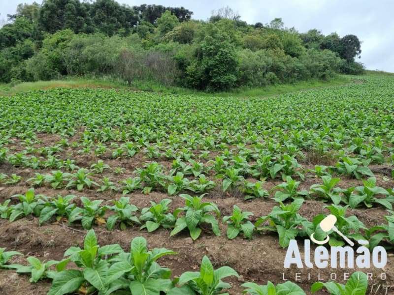 Foto 19 de 31: Terreno em leilão em Barros Cassal - RS — LOTE 007 imóvel
