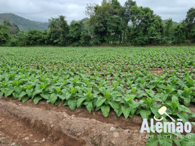 Foto 20 de 31: Terreno em leilão em Barros Cassal - RS — LOTE 007 imóvel