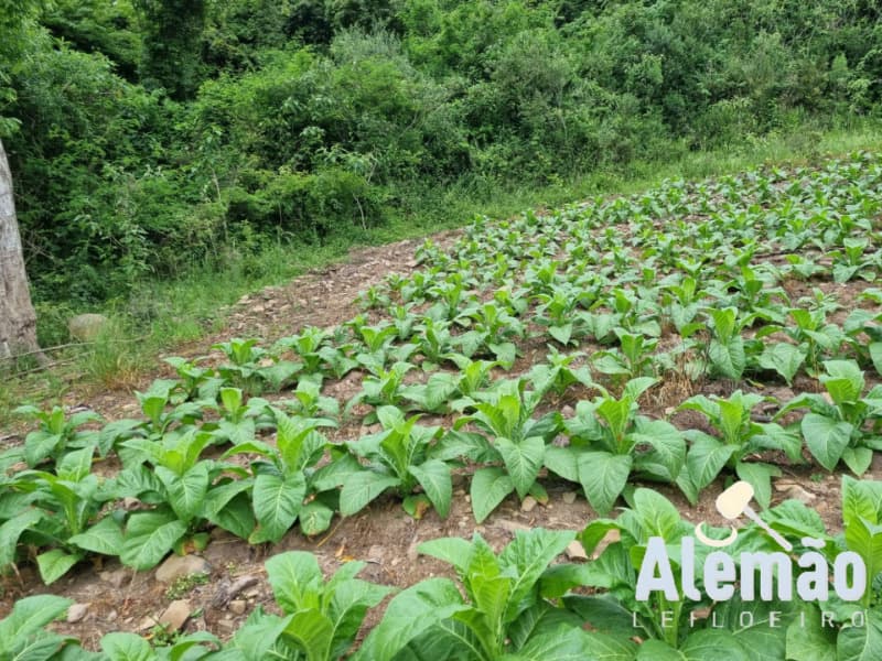 Foto 21 de 31: Terreno em leilão em Barros Cassal - RS — LOTE 007 imóvel
