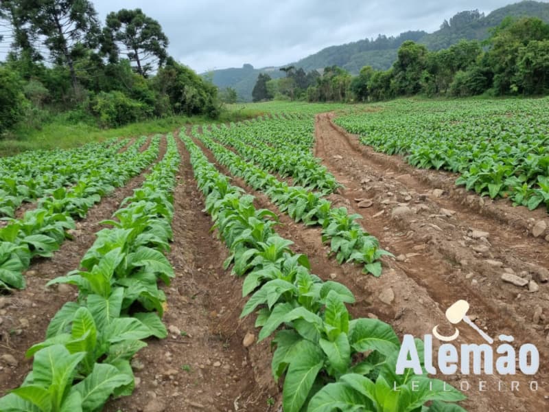 Foto 23 de 31: Terreno em leilão em Barros Cassal - RS — LOTE 007 imóvel