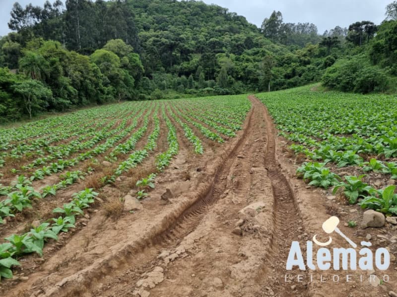 Foto 24 de 31: Terreno em leilão em Barros Cassal - RS — LOTE 007 imóvel