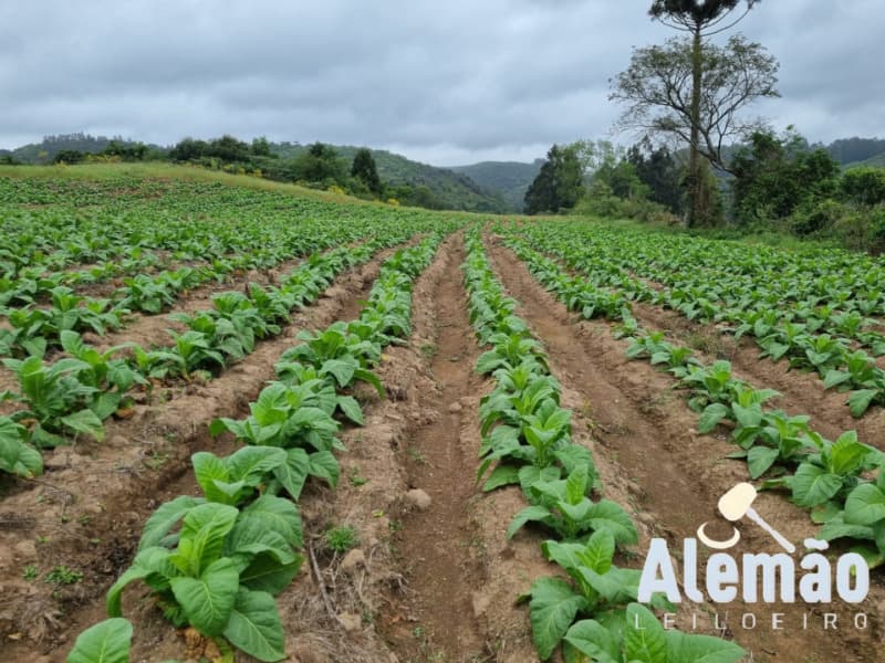 Foto 25 de 31: Terreno em leilão em Barros Cassal - RS — LOTE 007 imóvel