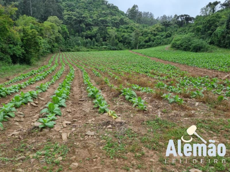 Foto 28 de 31: Terreno em leilão em Barros Cassal - RS — LOTE 007 imóvel