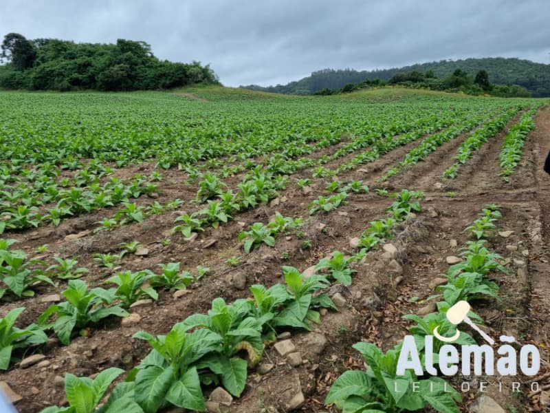 Foto 29 de 31: Terreno em leilão em Barros Cassal - RS — LOTE 007 imóvel