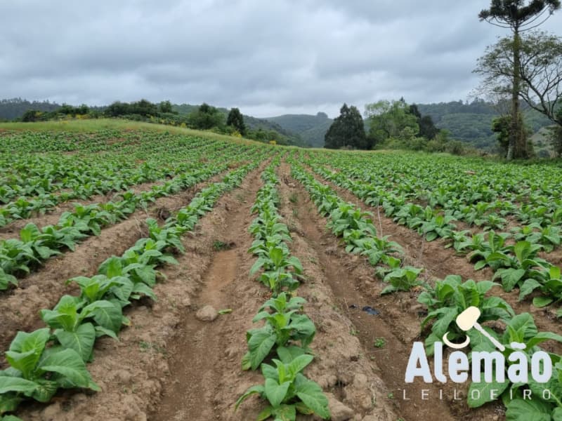 Foto 31 de 31: Terreno em leilão em Barros Cassal - RS — LOTE 007 imóvel