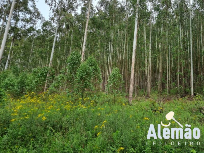 Foto 17 de 44: Terreno em leilão em Itapuca - RS — LOTE 018 Imóvel