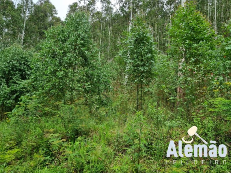 Foto 36 de 44: Terreno em leilão em Itapuca - RS — LOTE 018 Imóvel