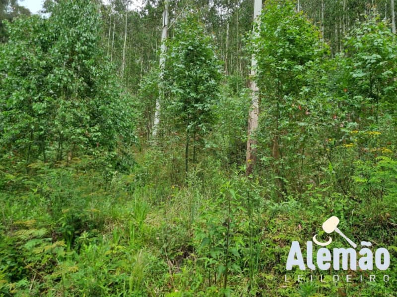 Foto 38 de 44: Terreno em leilão em Itapuca - RS — LOTE 018 Imóvel