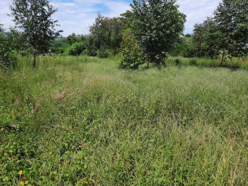 Foto 3 de 31: Terreno em leilão em Tunas - RS — LOTE 001 Imóvel
