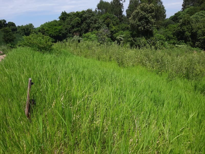 Foto 4 de 31: Terreno em leilão em Tunas - RS — LOTE 001 Imóvel