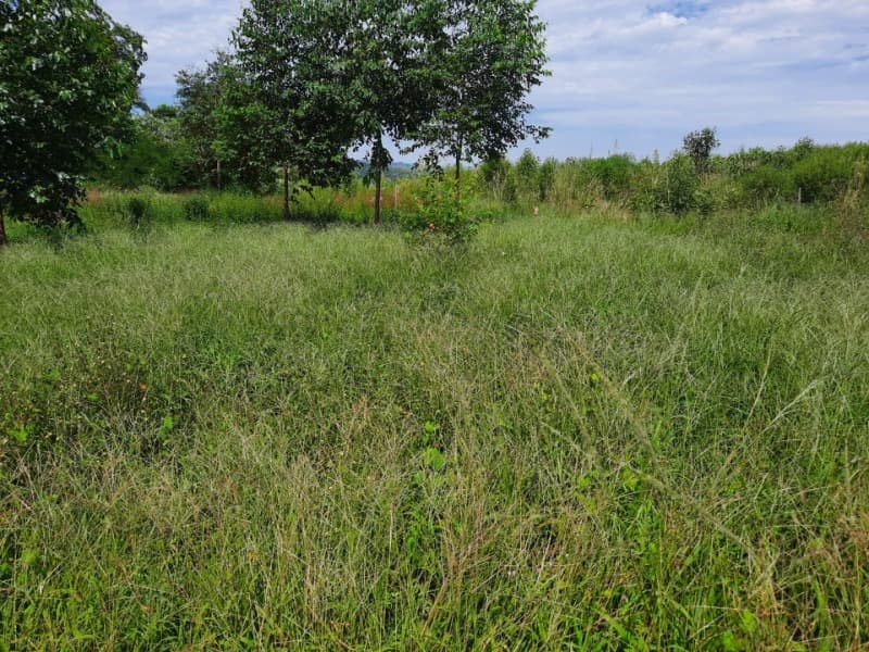 Foto 10 de 31: Terreno em leilão em Tunas - RS — LOTE 001 Imóvel