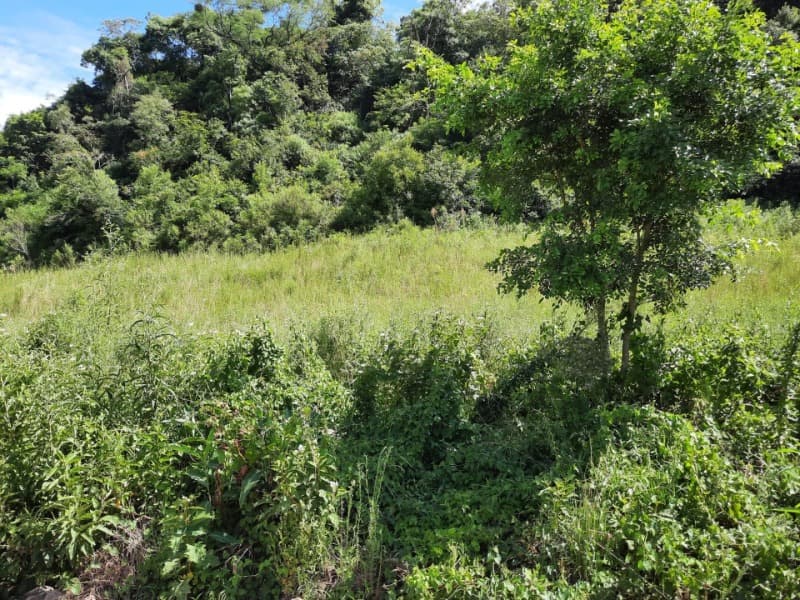 Foto 13 de 31: Terreno em leilão em Tunas - RS — LOTE 001 Imóvel