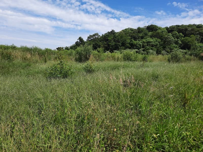 Foto 19 de 31: Terreno em leilão em Tunas - RS — LOTE 001 Imóvel