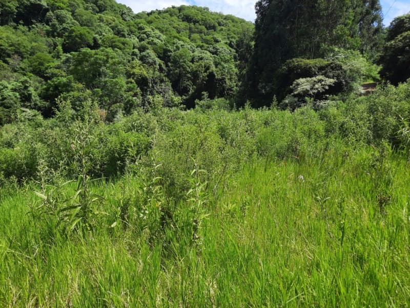 Foto 28 de 31: Terreno em leilão em Tunas - RS — LOTE 001 Imóvel
