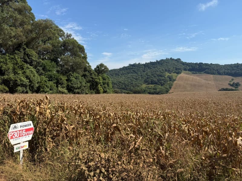Foto 2 de 12: Terreno em leilão em Serafina Corrêa - RS — LOTE 001 Imóvel