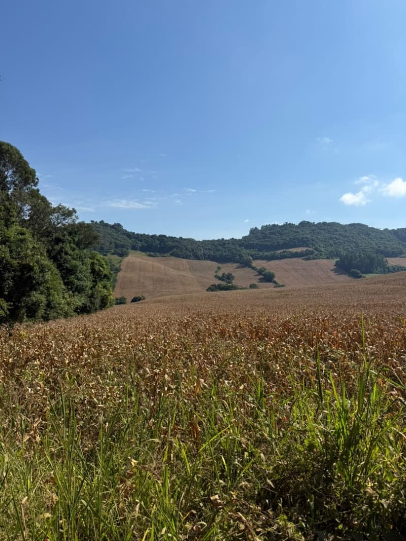 Foto 3 de 12: Terreno em leilão em Serafina Corrêa - RS — LOTE 001 Imóvel