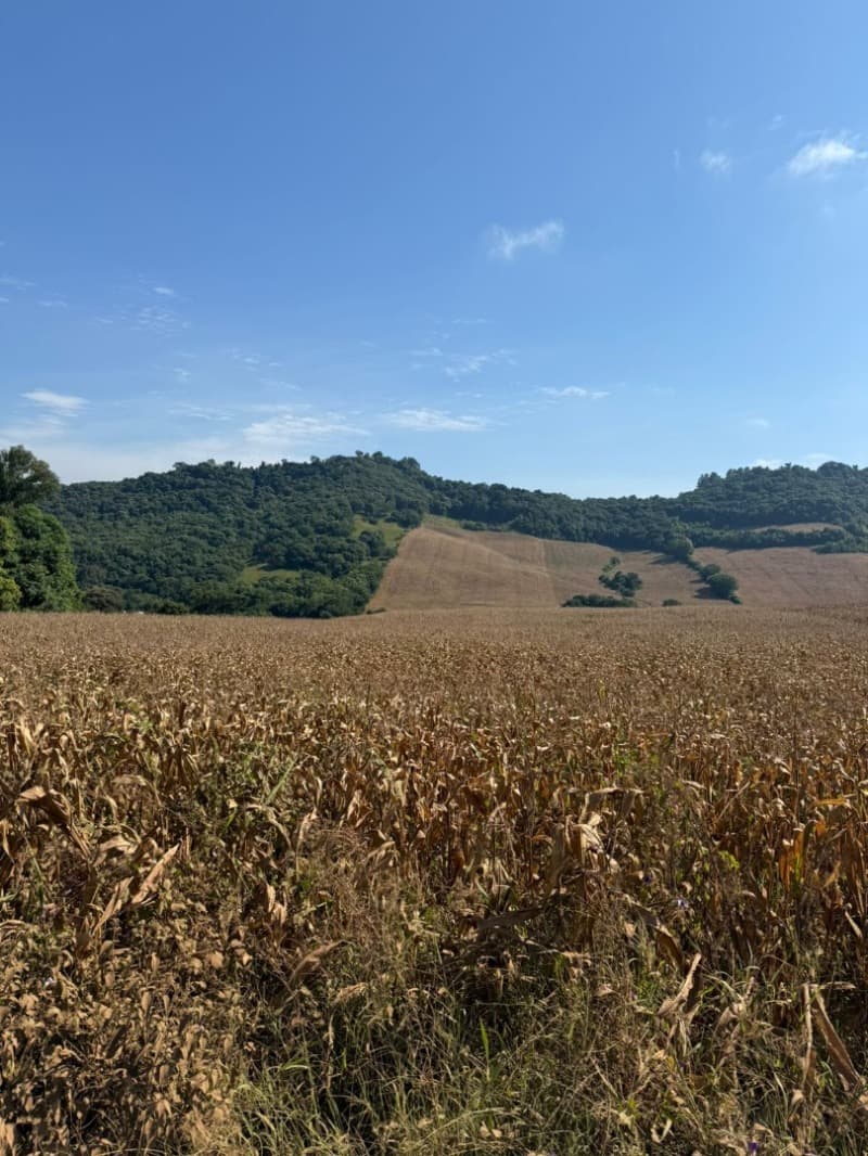 Foto 4 de 12: Terreno em leilão em Serafina Corrêa - RS — LOTE 001 Imóvel