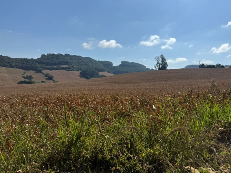 Foto 7 de 12: Terreno em leilão em Serafina Corrêa - RS — LOTE 001 Imóvel