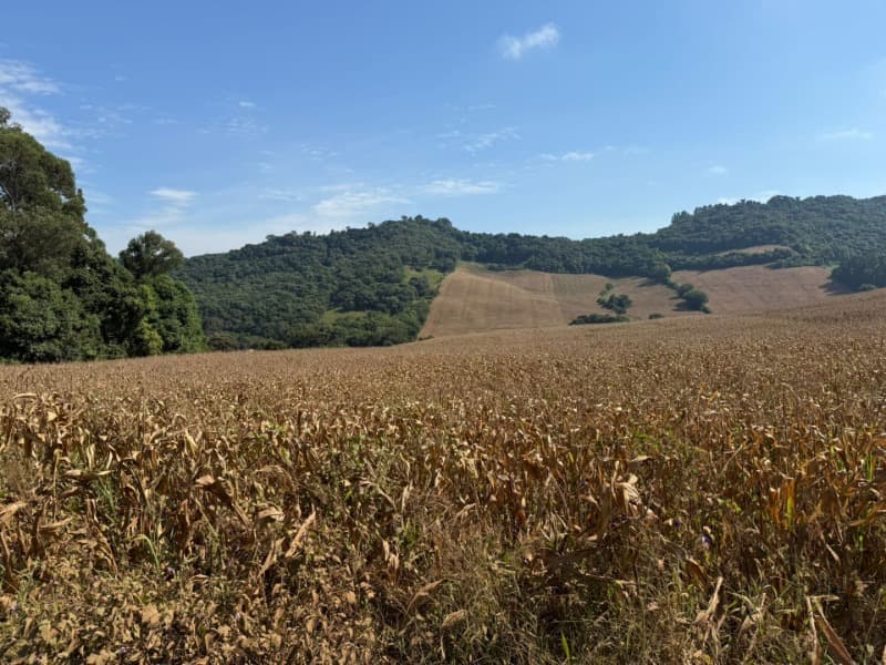 Foto 8 de 12: Terreno em leilão em Serafina Corrêa - RS — LOTE 001 Imóvel