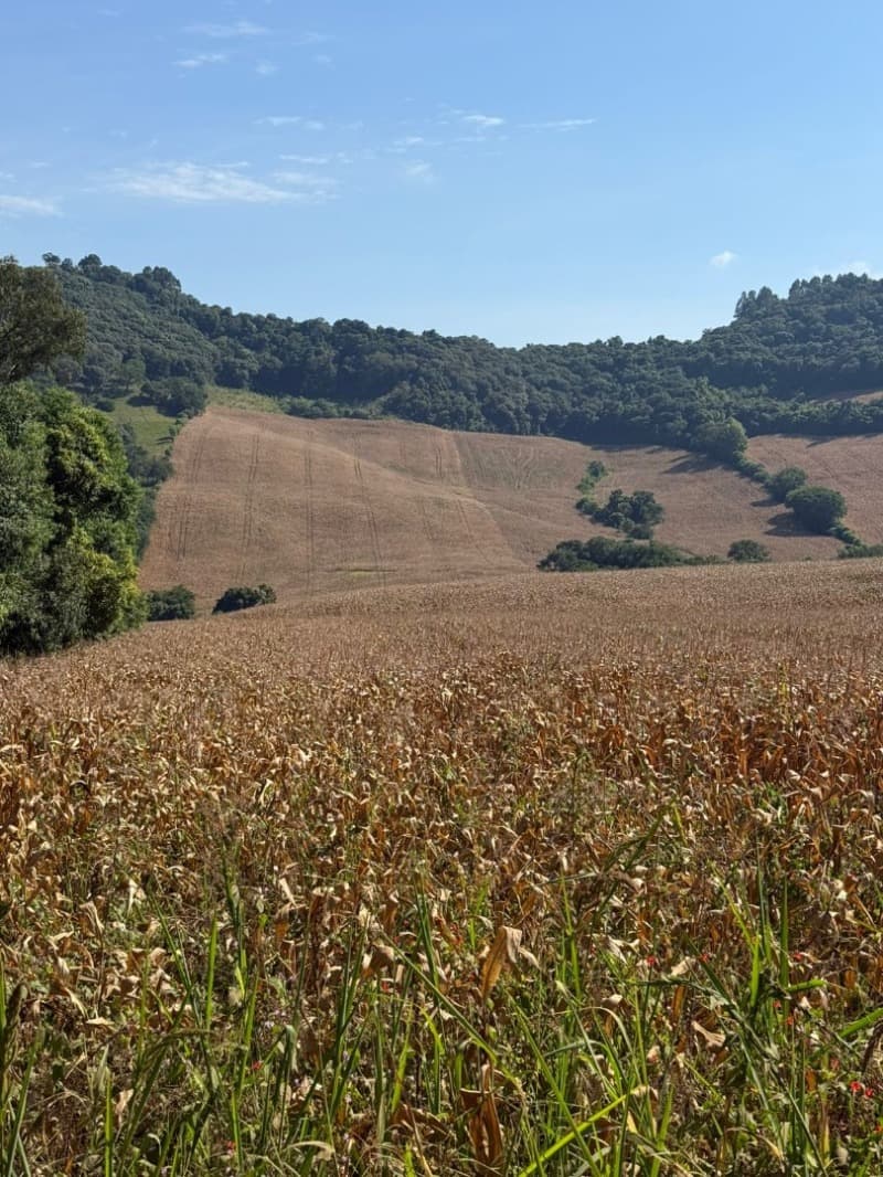 Foto 9 de 12: Terreno em leilão em Serafina Corrêa - RS — LOTE 001 Imóvel