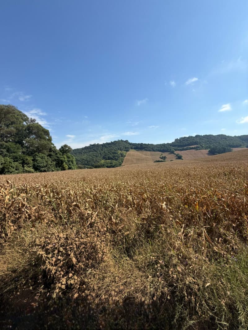 Foto 10 de 12: Terreno em leilão em Serafina Corrêa - RS — LOTE 001 Imóvel