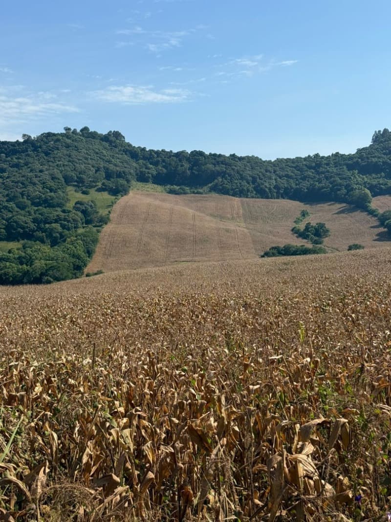 Foto 11 de 12: Terreno em leilão em Serafina Corrêa - RS — LOTE 001 Imóvel