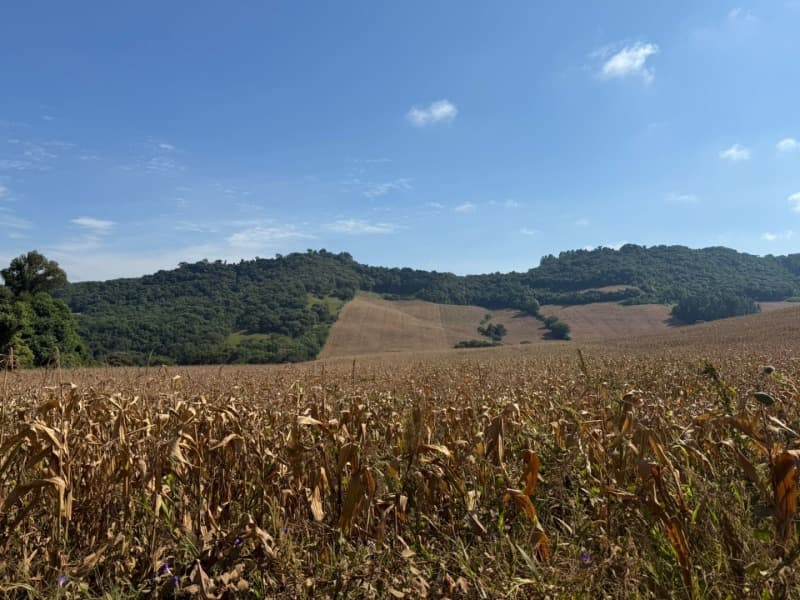 Foto 12 de 12: Terreno em leilão em Serafina Corrêa - RS — LOTE 001 Imóvel