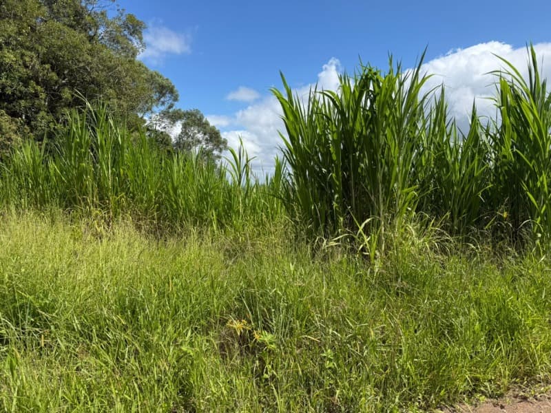 Foto 12 de 24: Terreno em leilão em Laurentino - SC — LOTE 001 Imovel