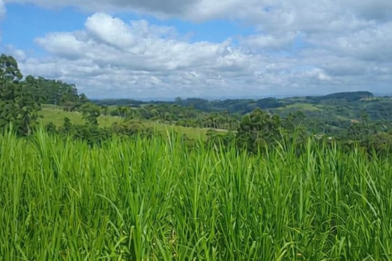 Foto 22 de 24: Terreno em leilão em Laurentino - SC — LOTE 001 Imovel