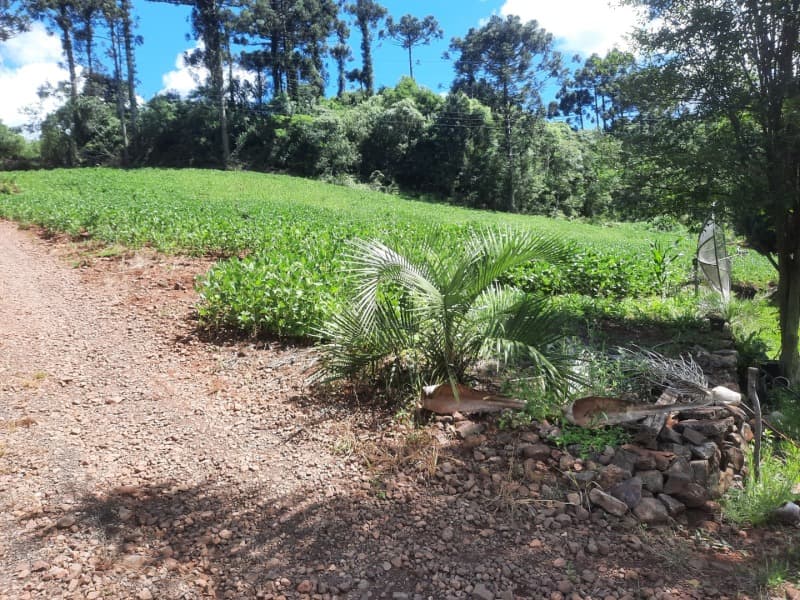 Foto 12 de 35: Terreno em leilão em Severiano De Almeida - RS — LOTE 001 Imovel