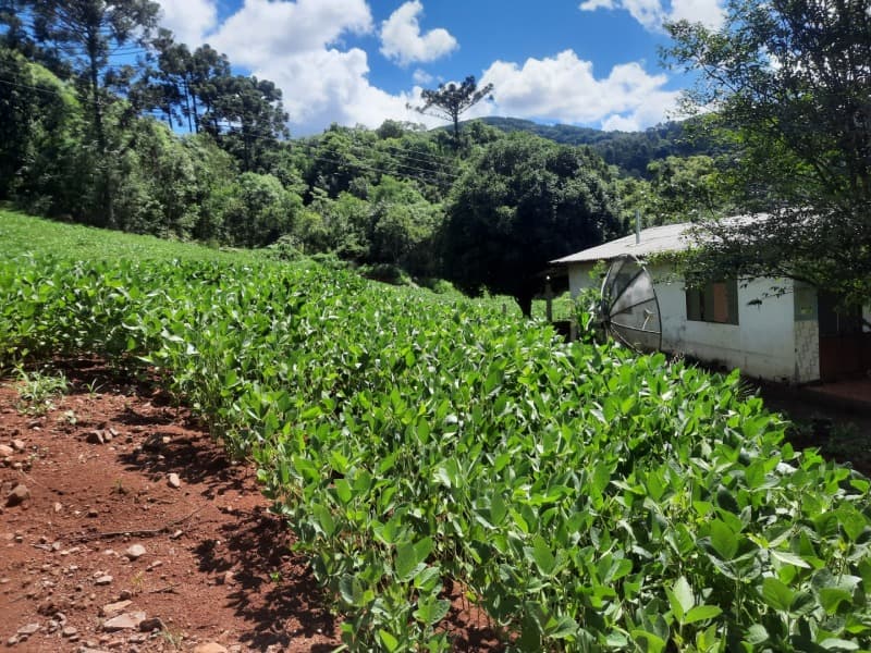 Foto 6 de 35: Terreno em leilão em Severiano De Almeida - RS — LOTE 001 Imovel