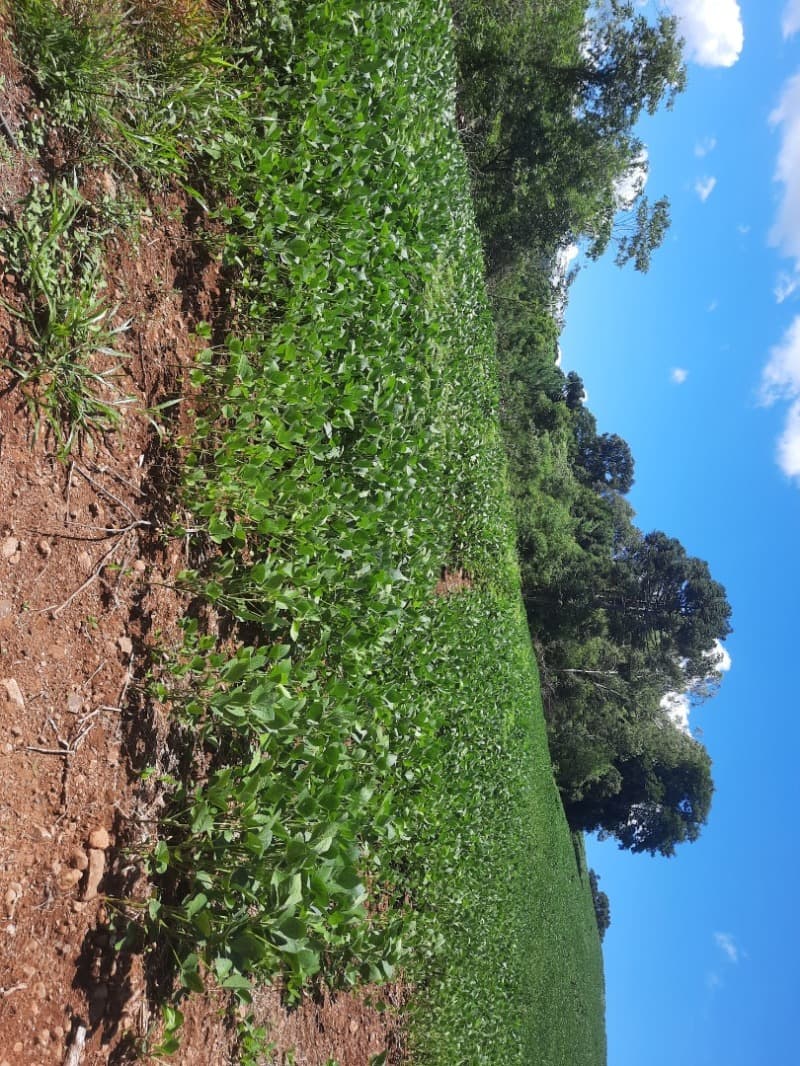 Foto 35 de 35: Terreno em leilão em Severiano De Almeida - RS — LOTE 001 Imovel