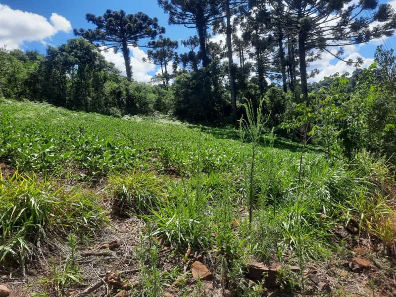 Foto 8 de 35: Terreno em leilão em Severiano De Almeida - RS — LOTE 001 Imovel