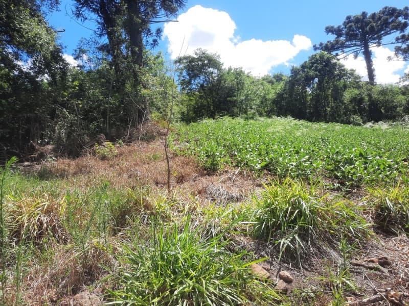 Foto 9 de 35: Terreno em leilão em Severiano De Almeida - RS — LOTE 001 Imovel