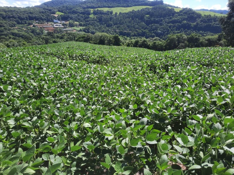 Foto 1 de 35: Terreno em leilão em Severiano De Almeida - RS — LOTE 001 Imovel