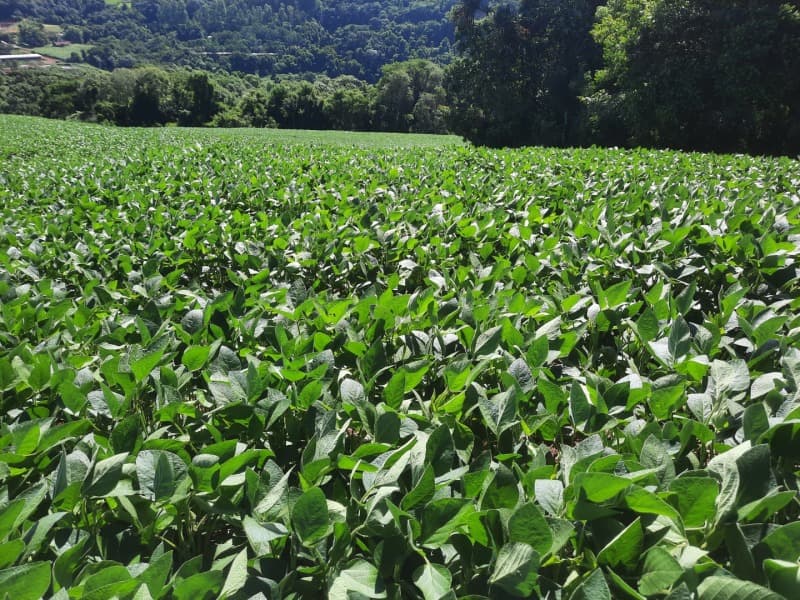 Foto 14 de 35: Terreno em leilão em Severiano De Almeida - RS — LOTE 001 Imovel