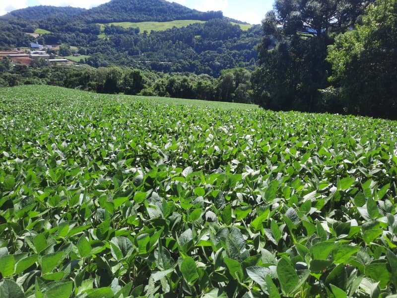 Foto 15 de 35: Terreno em leilão em Severiano De Almeida - RS — LOTE 001 Imovel